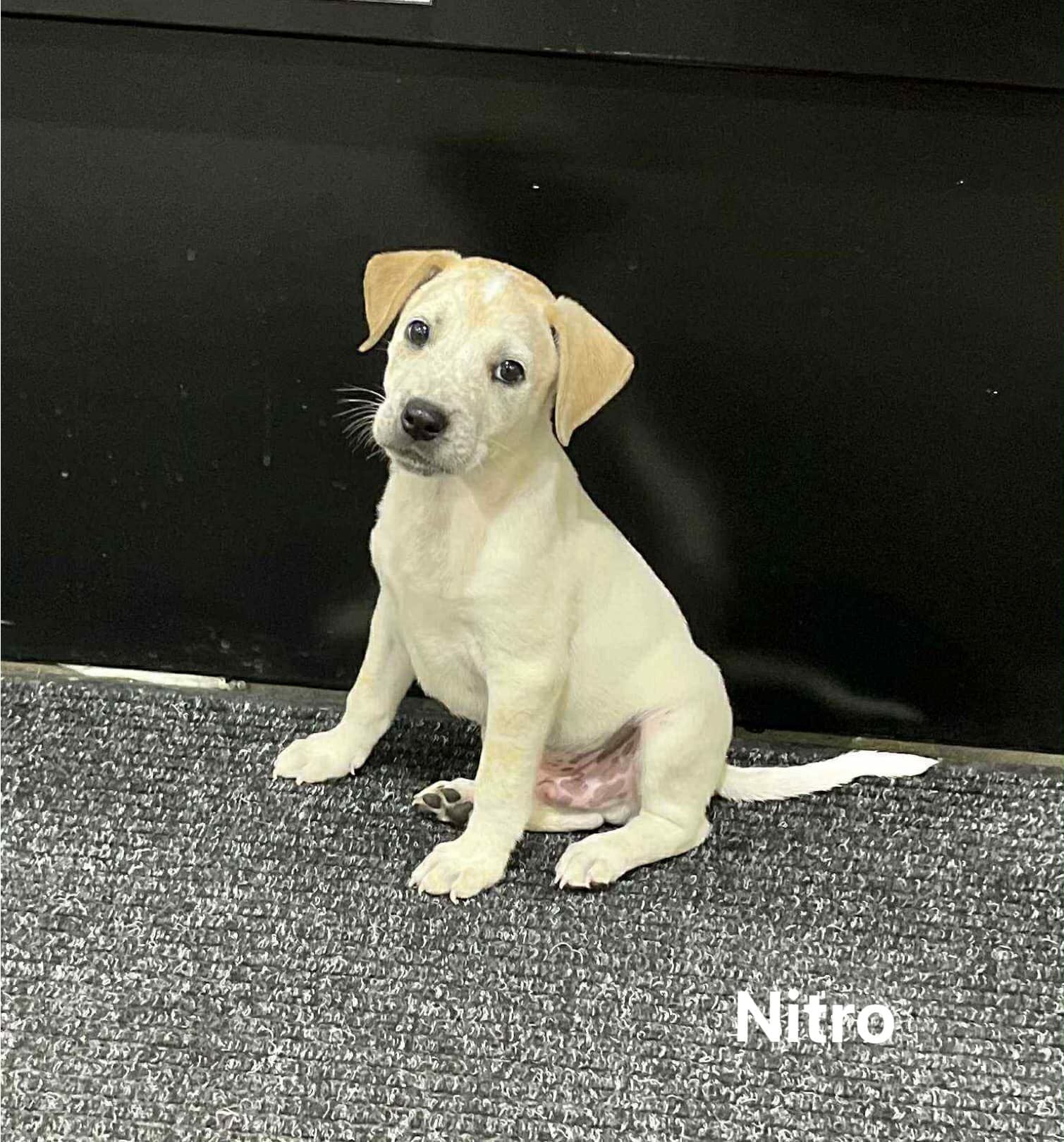 Nitro Nitro